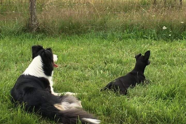 Cinq chiens assis côte à côte sur un tronc couché, en forêt
