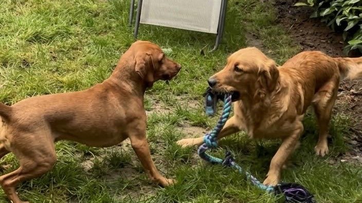 Un chien adulte et un chiot jouant ensemble avec une corde