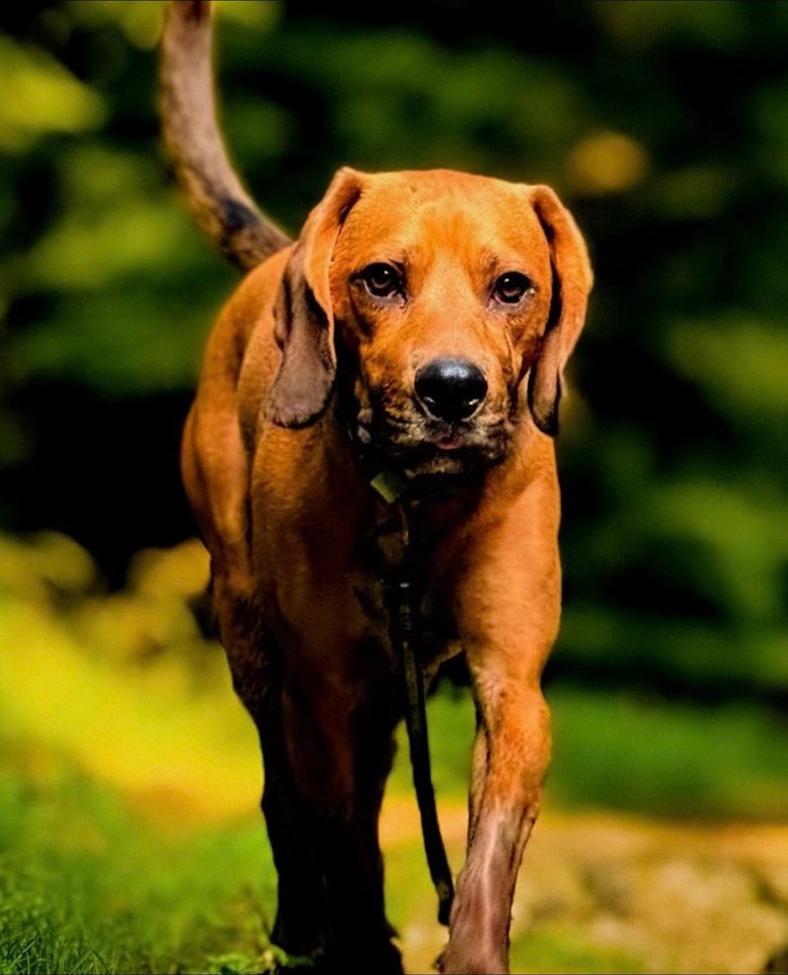 Chien roux tenu en longe, qui marche vers l'objectif