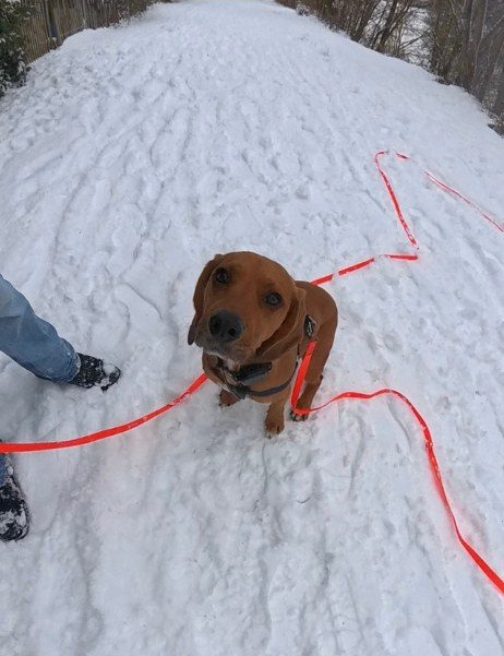 Chien travaillant le rappel au bout d'une longe rouge, dans la neige