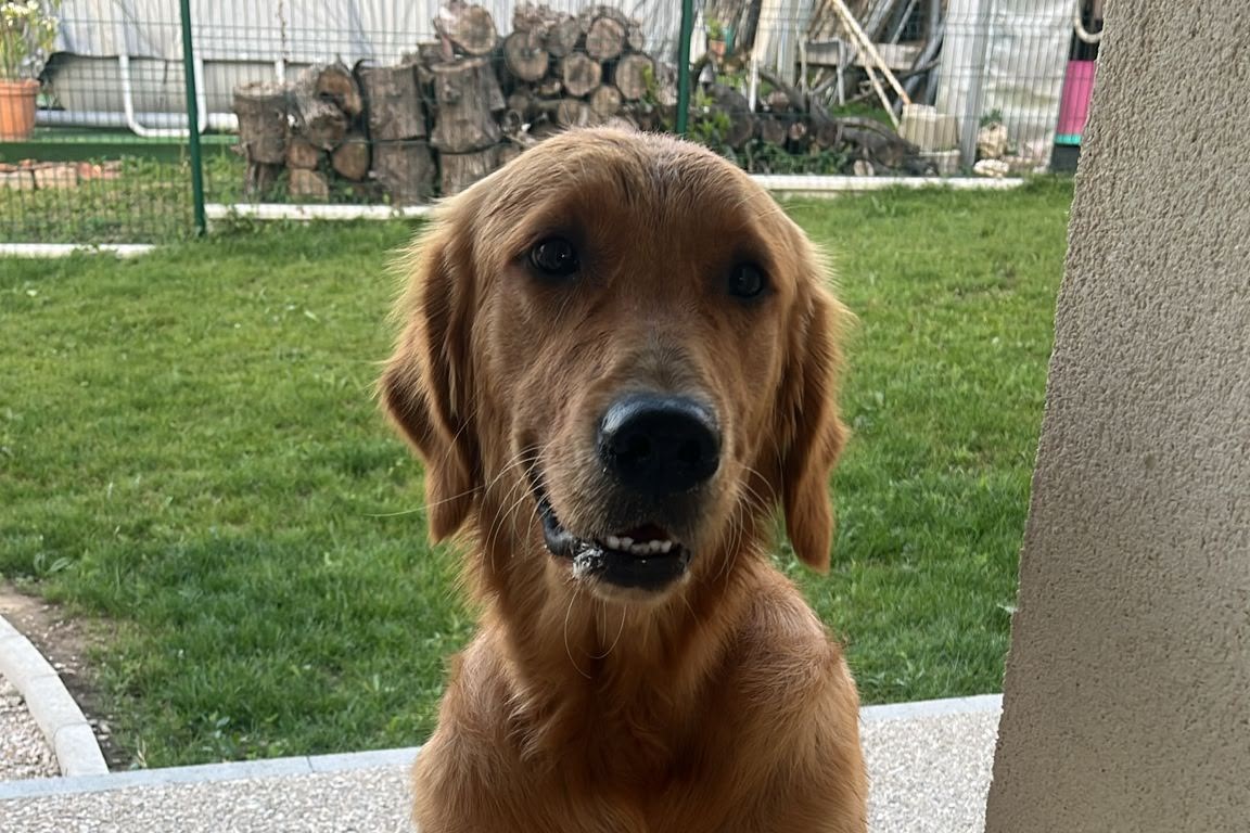 Chien la tête à la fenêtre d'une voiture en route